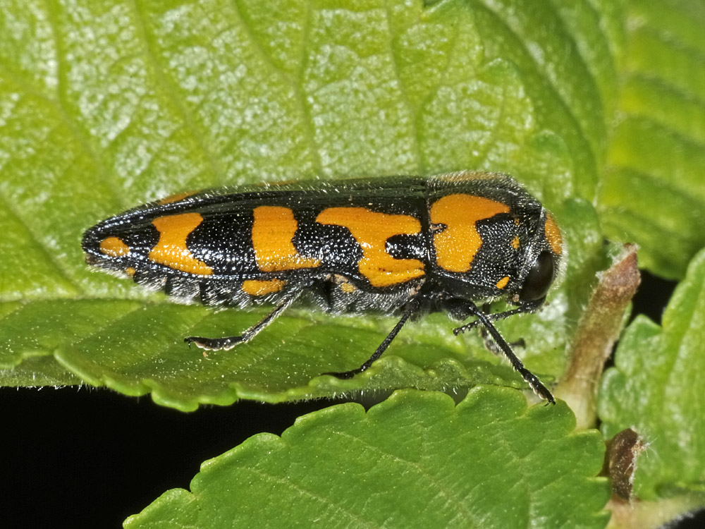 Ptosima undecimmaculata? (Buprestidae) con alcune variazioni